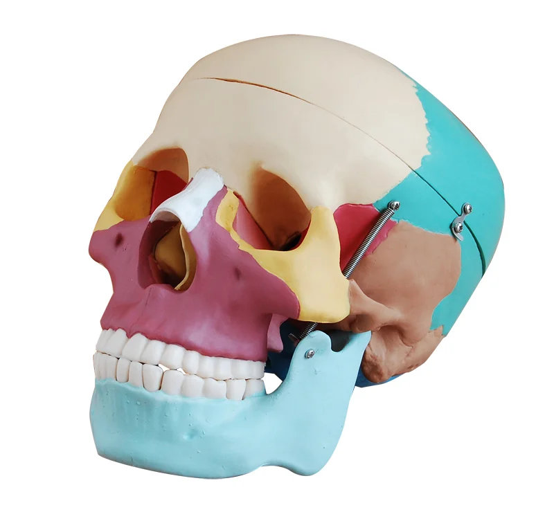 Life-Size Anatomical Adult Skull with Colored Bones Model