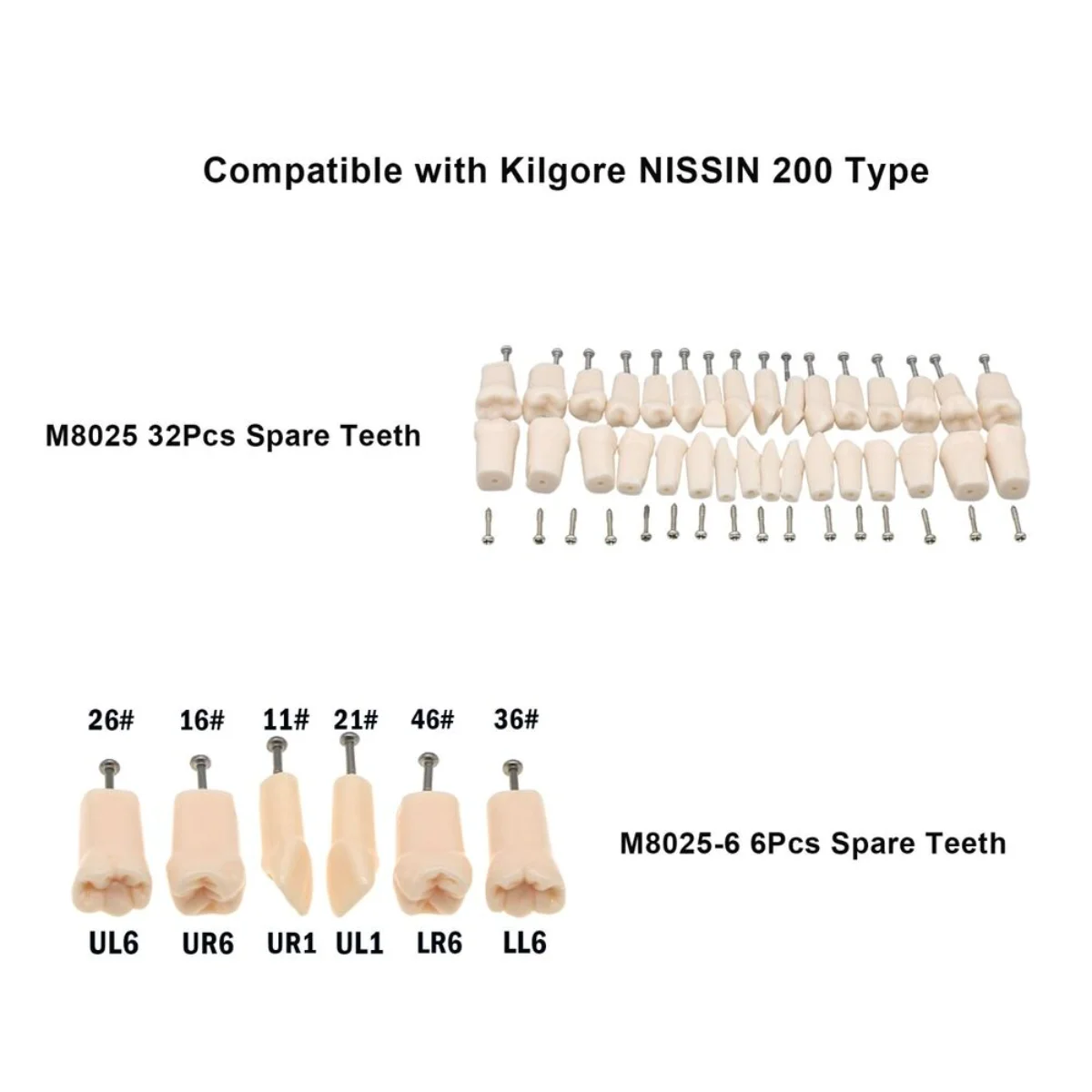 

Dental Replacement Screw-in Teeth fit Kilgore NISSIN 200 Type Typodont Model