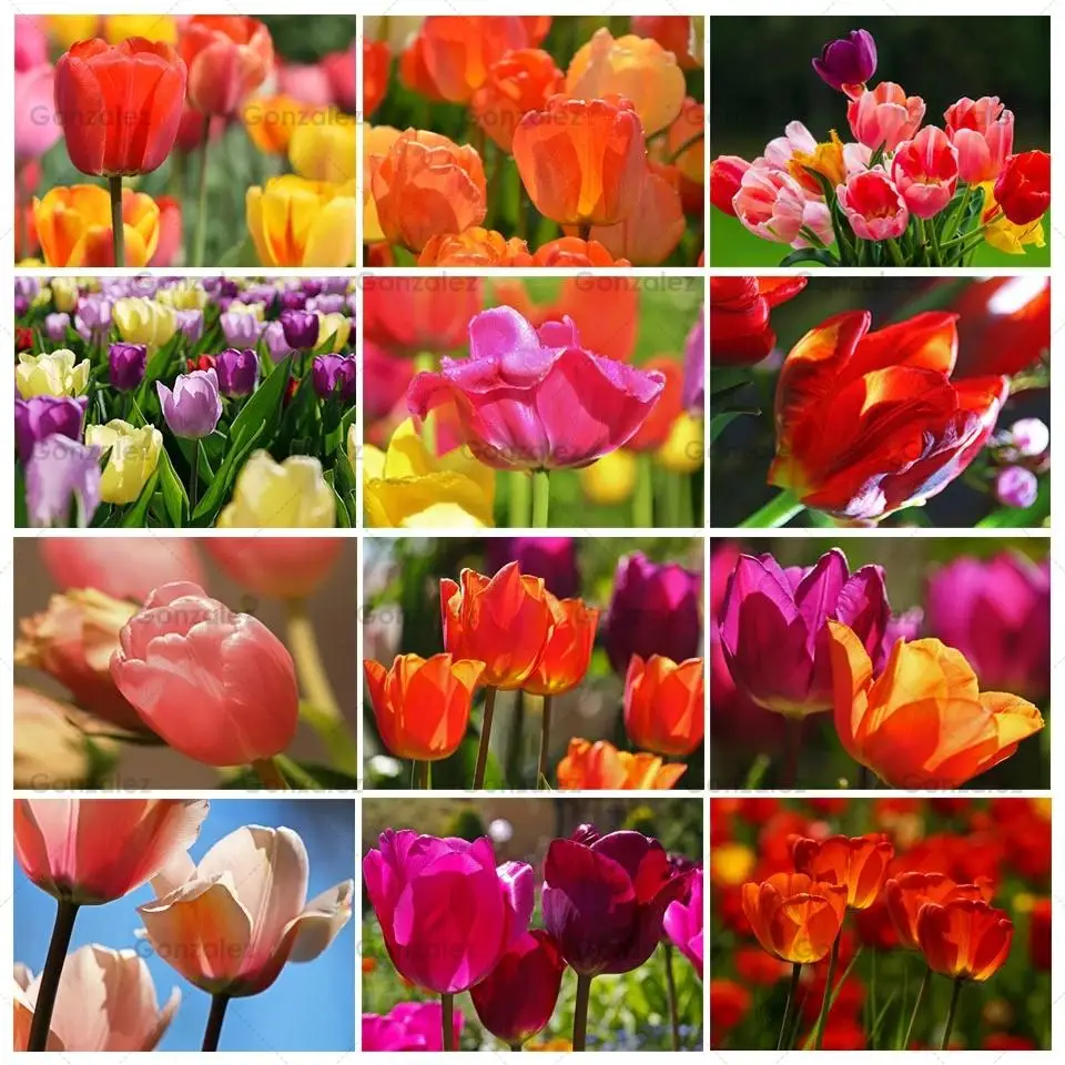 

Tulip Flower Field Embroidery Full Round/square Drill Diy Diamond Painting Mosaic Cross Stitch Kits Handcrafted Gifts Home Decor