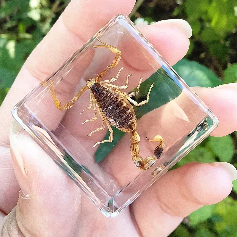 

Набор из 29 настоящих насекомых в смоле