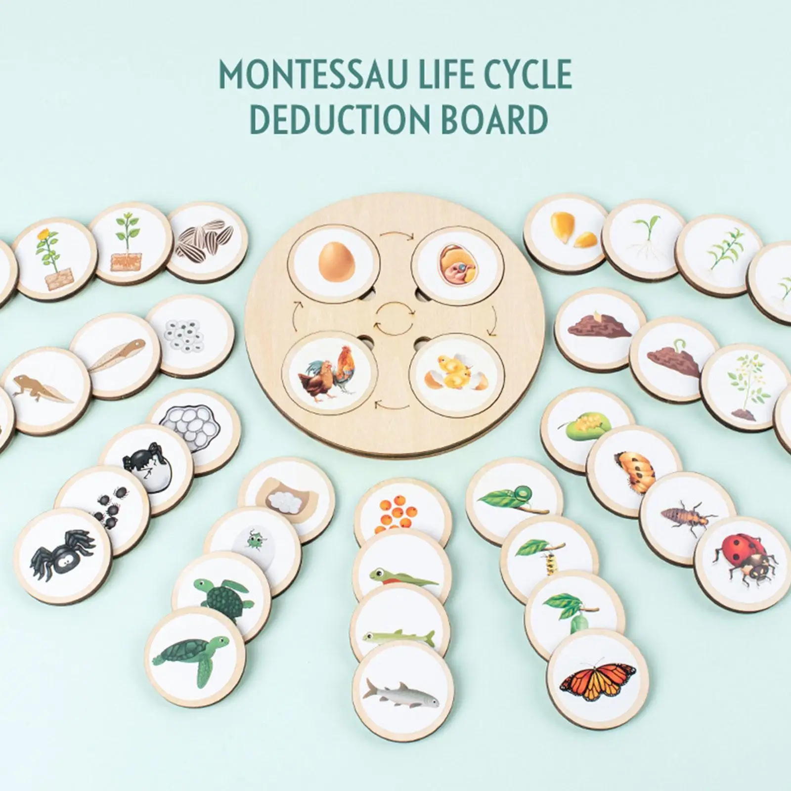 

Life Cycle Board Kit Biology Science Education Toys For Kids Sensory Tray Animal Figure Life Cycle Sorting Wooden Birthday Q3X0