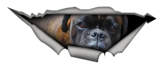 

Brindle German boxer Sticker Adhesive 20 CM