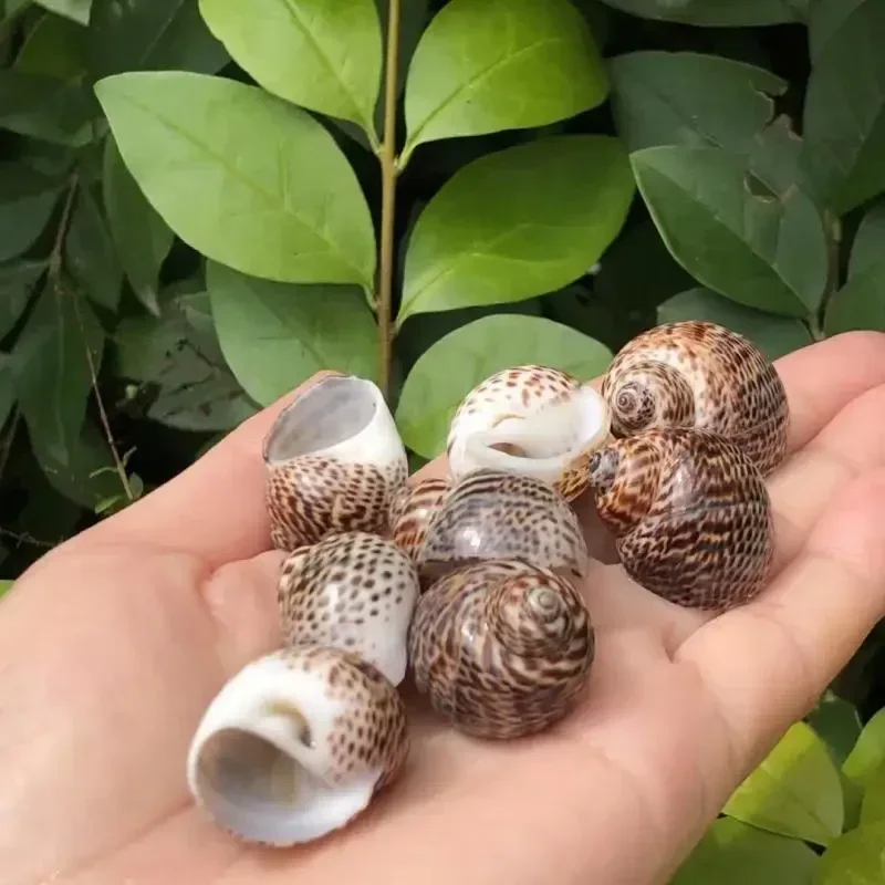 8 шт. сменные ракушки для аквариума