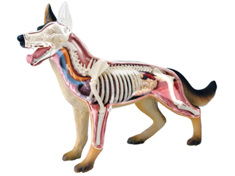 

4D Medical Dog Anatomy Model Skeleton Anatomical Model Fully Detachable Organs Body Parts Kids Science Educational Toys