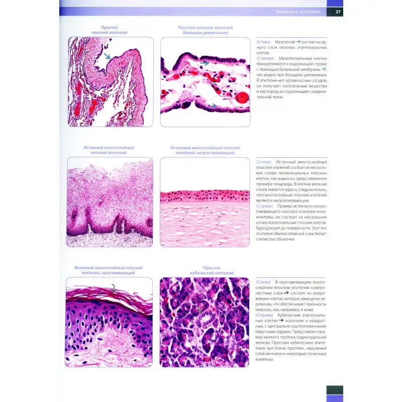 Книга Гистология для патологоанатомов под ред. М. Р. Линдберга Л. В. Лэмпс Под М.Р.