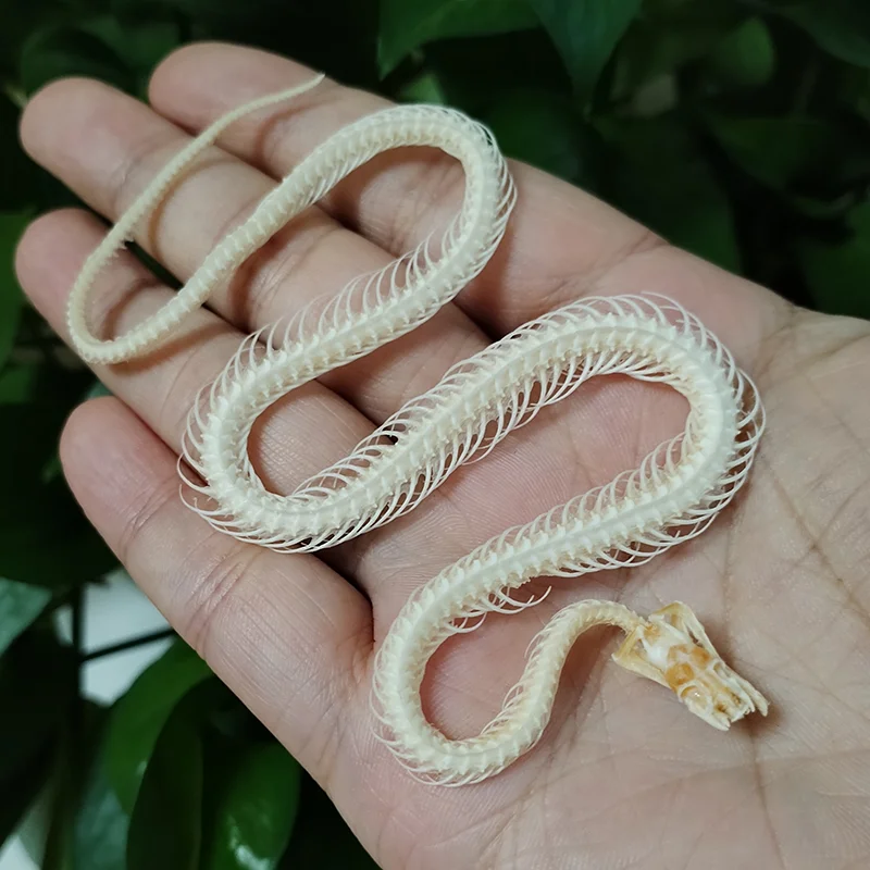 

Настоящий скелет змеи