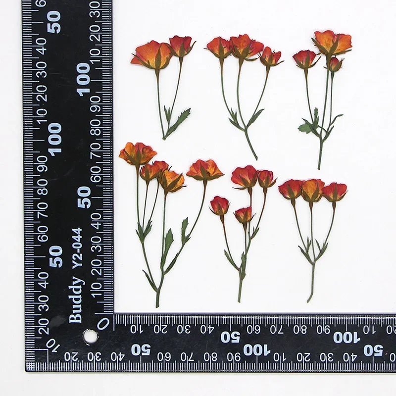 Мини-розы из ротанга NYAConfetti, 12 шт.