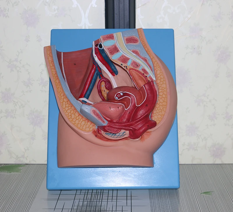 

Median Sagittal Section Model of Female Pelvic Cavity,Female Pelvic Model