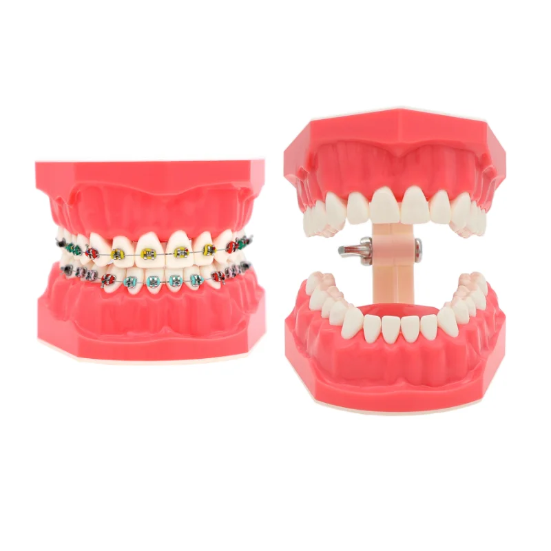 

Dental Orthodontic Model Brushing Flossing Practice Teeth Model with Brackets Teaching Studying Typodonts Model M7010