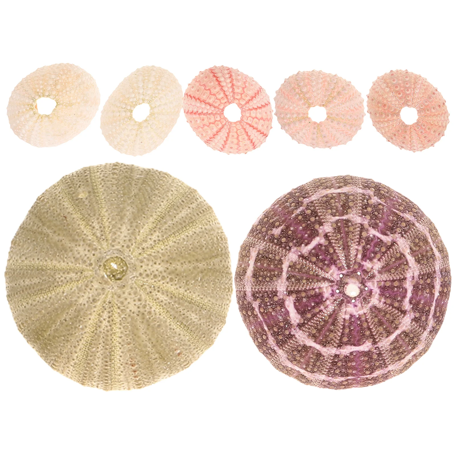 

Succulent Holder Aquarium Landscape Sea Urchin Creative Flowerpots Desktop Decor