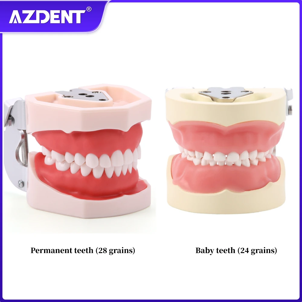 

Стоматологическая модель из смолы, тренировочная модель для зубных зубов Typodont, для зубных техников, для обучения зубным зубам, модель челюсти, стоматологическое оборудование