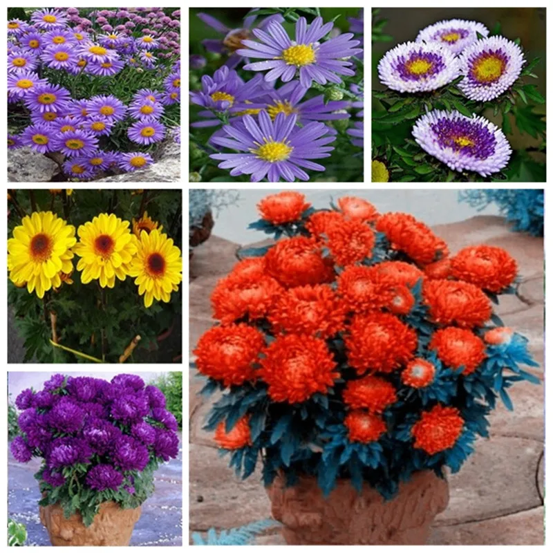 

100 Pcs Rare China Aster plants chrysanthemum