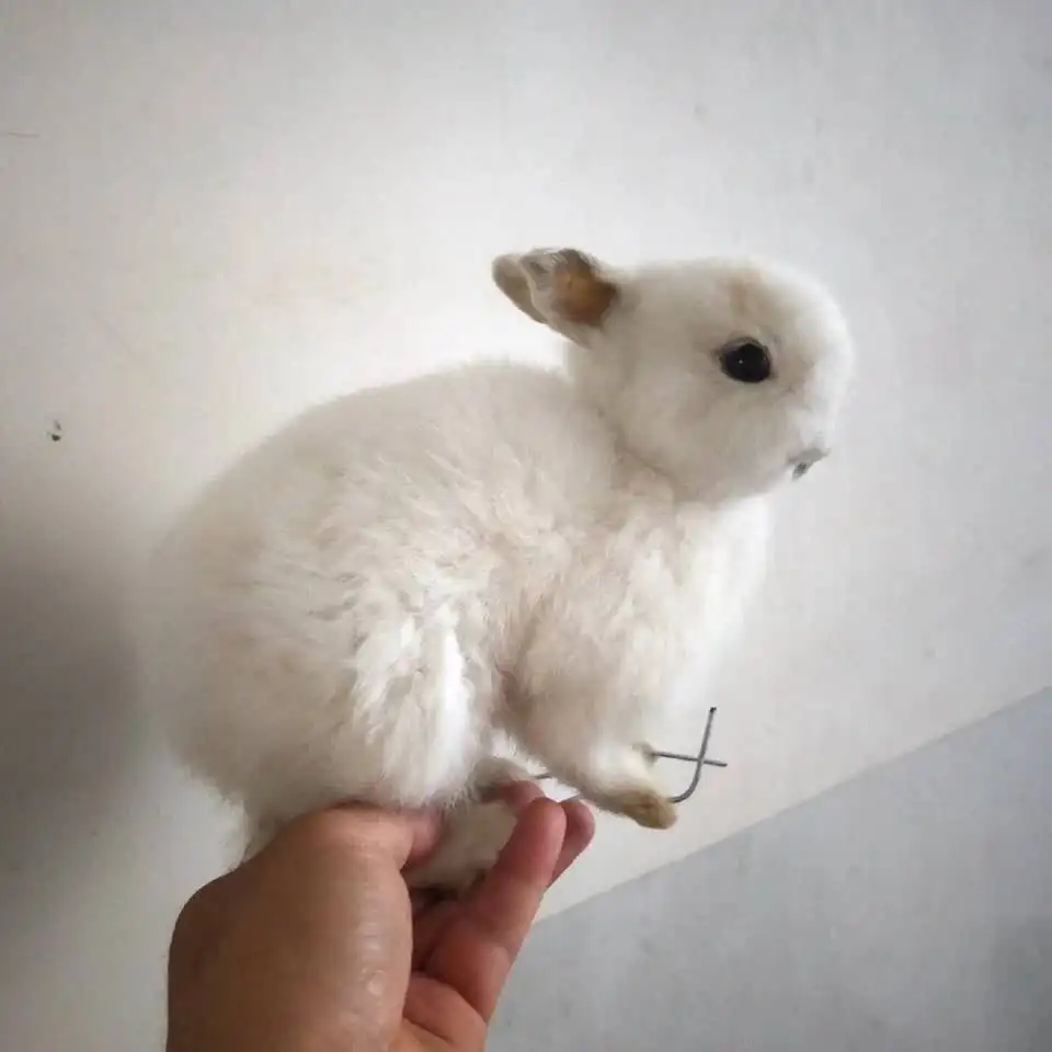 

Наполнитель Taxidermy из кроличьего меха, образец кролика для обучения/украшение 1 шт. случайный