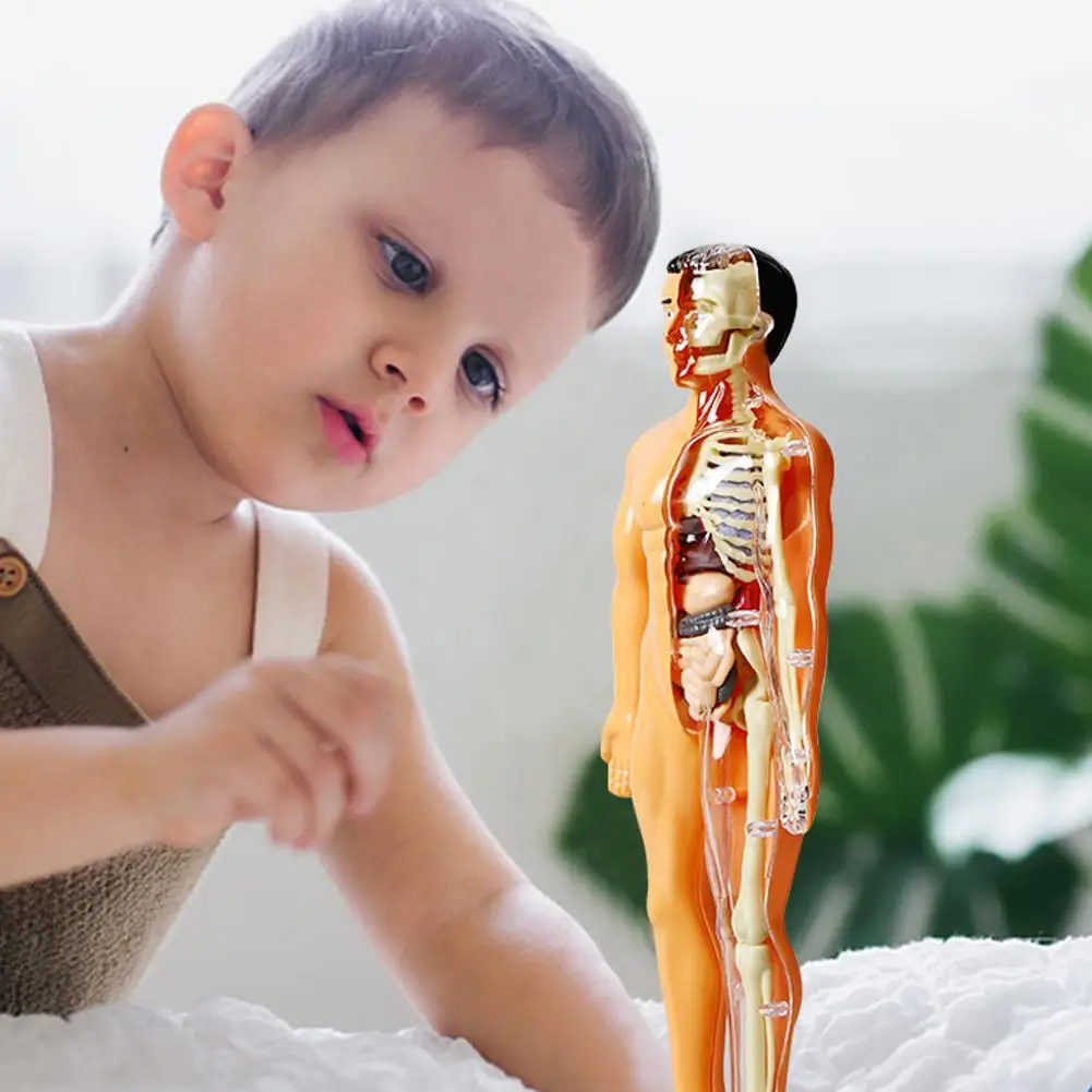 

3d-модель для детей, модель для обучения анатомии, Модель для сборки органов своими руками, обучающая игрушка, обучающий инструмент C2W9