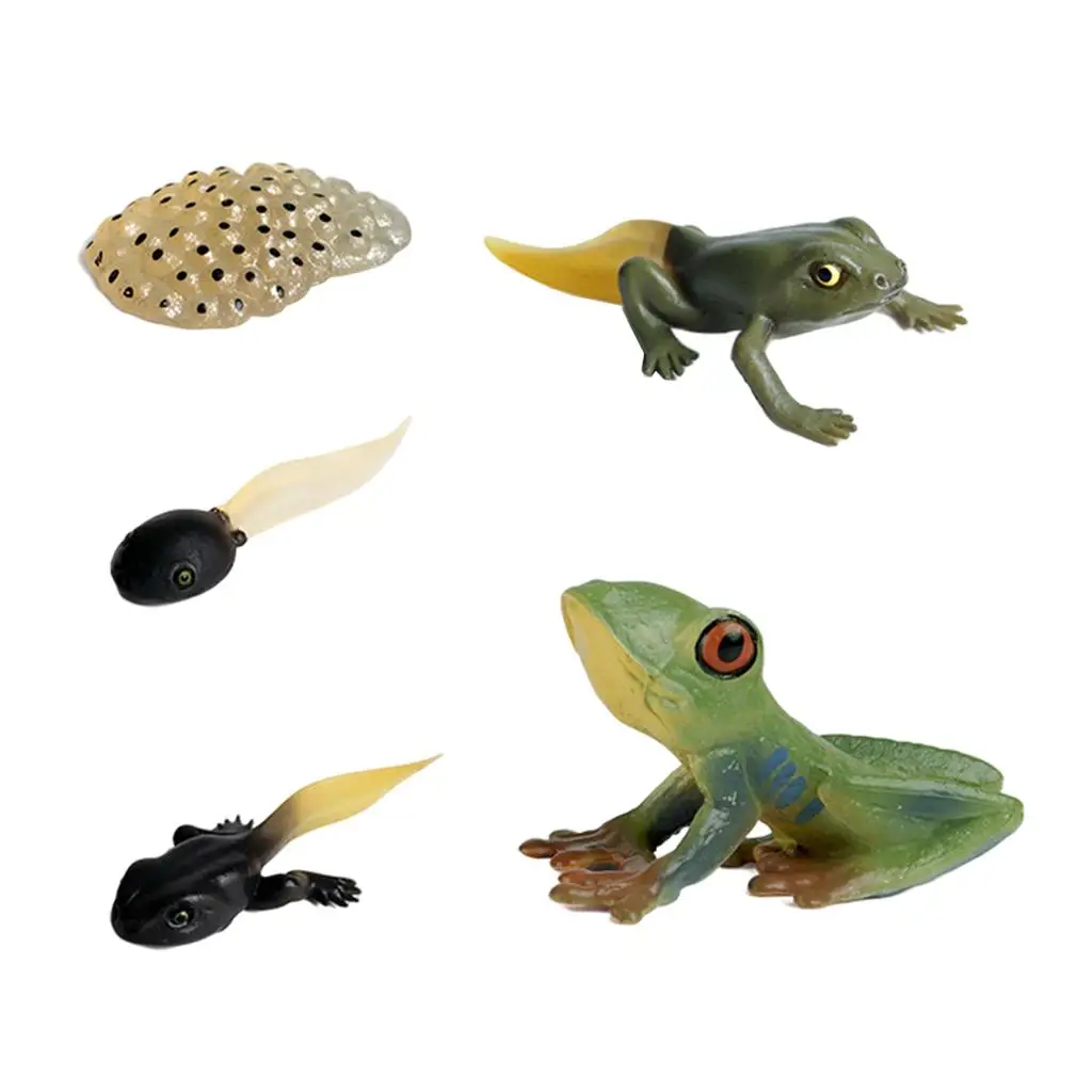 

Education Kids Insects Cycle Frog Growth Playset Biology Toys Themed Party