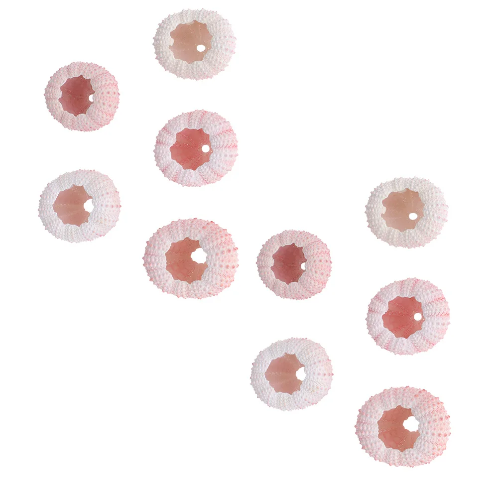 

Sea Urchin Shell Airshells Nautical Beach Urchinssucculent Decorations Aquarium Hanger Crafts Ocean Gifts Facors Party Theme