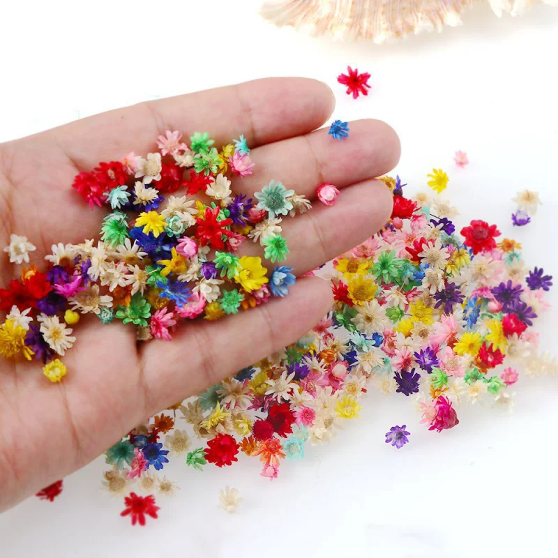 Сушеные цветы натуральные сухие маргаритки растения для поделок сделай сам