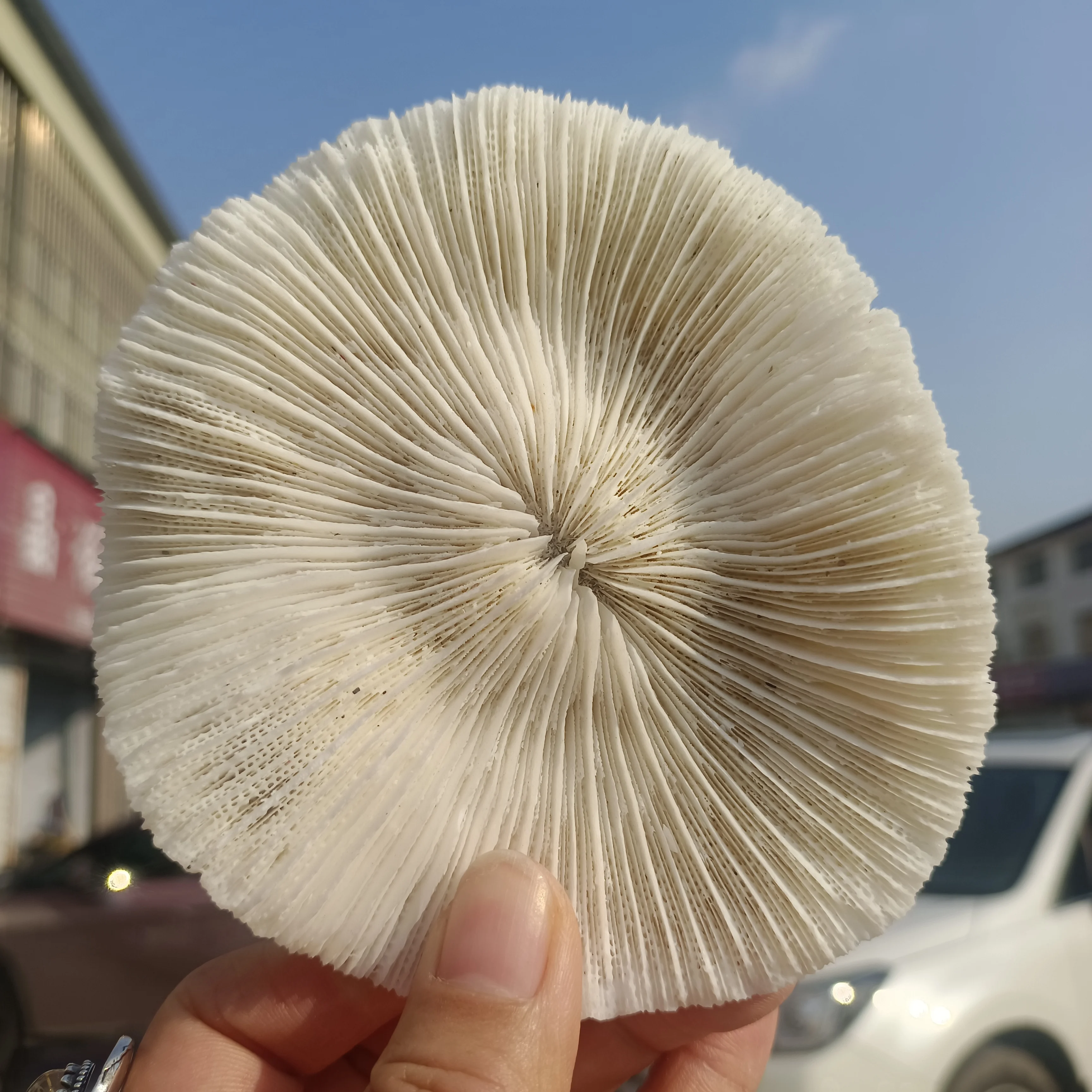 Натуральный коралловый белый гриб, необработанный минеральный ...