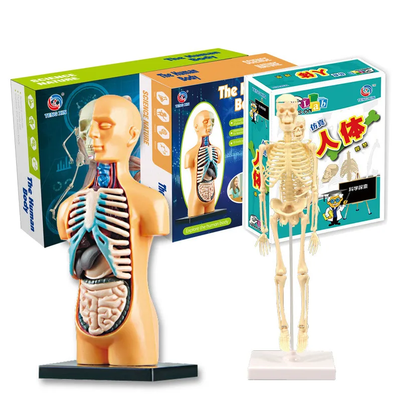 

For Organs Human Science Bones Children Kit Toy Kids STEM Game STEM Assembled Skeleton Anatomy Educational Body Toys