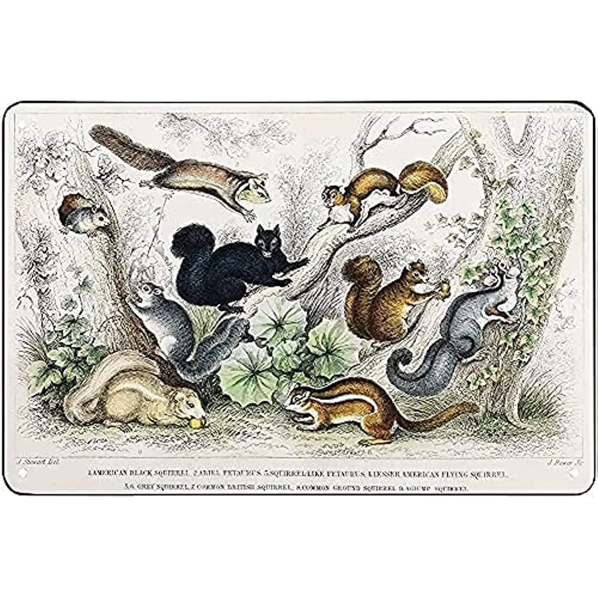 

Забавный жестяной знак с изображением коллекции большой белки, антикварная живопись с животными, винтажный милый металлический знак, подар...