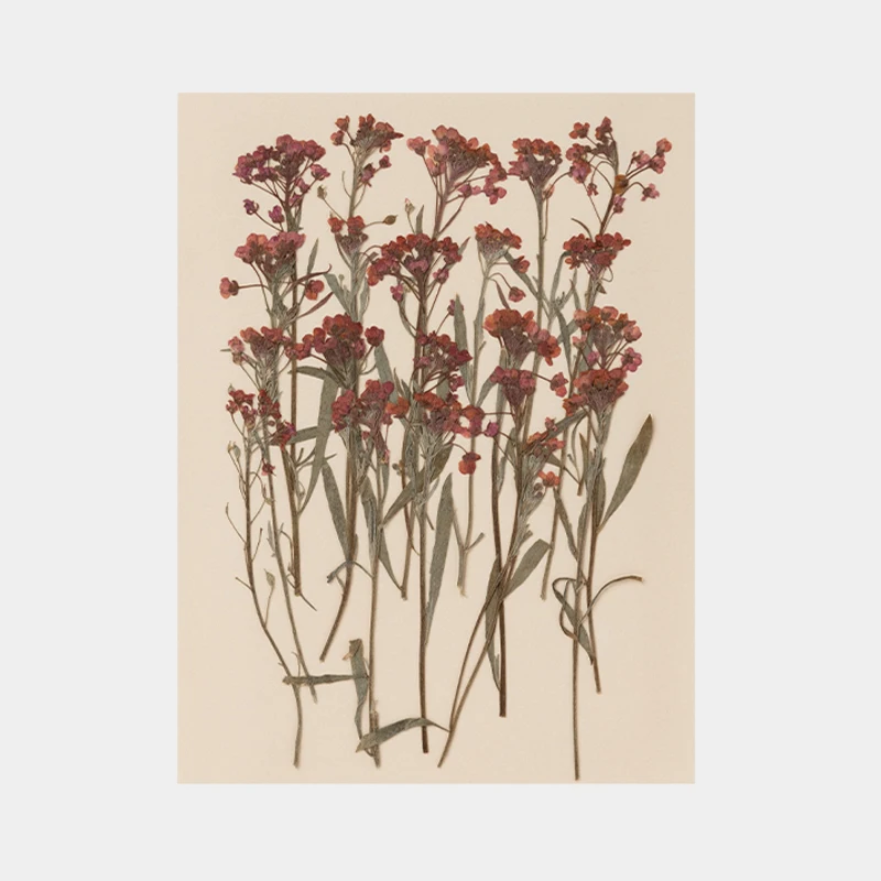 Натуральные сушеные цветы растения 15 цветов для самостоятельного изготовления