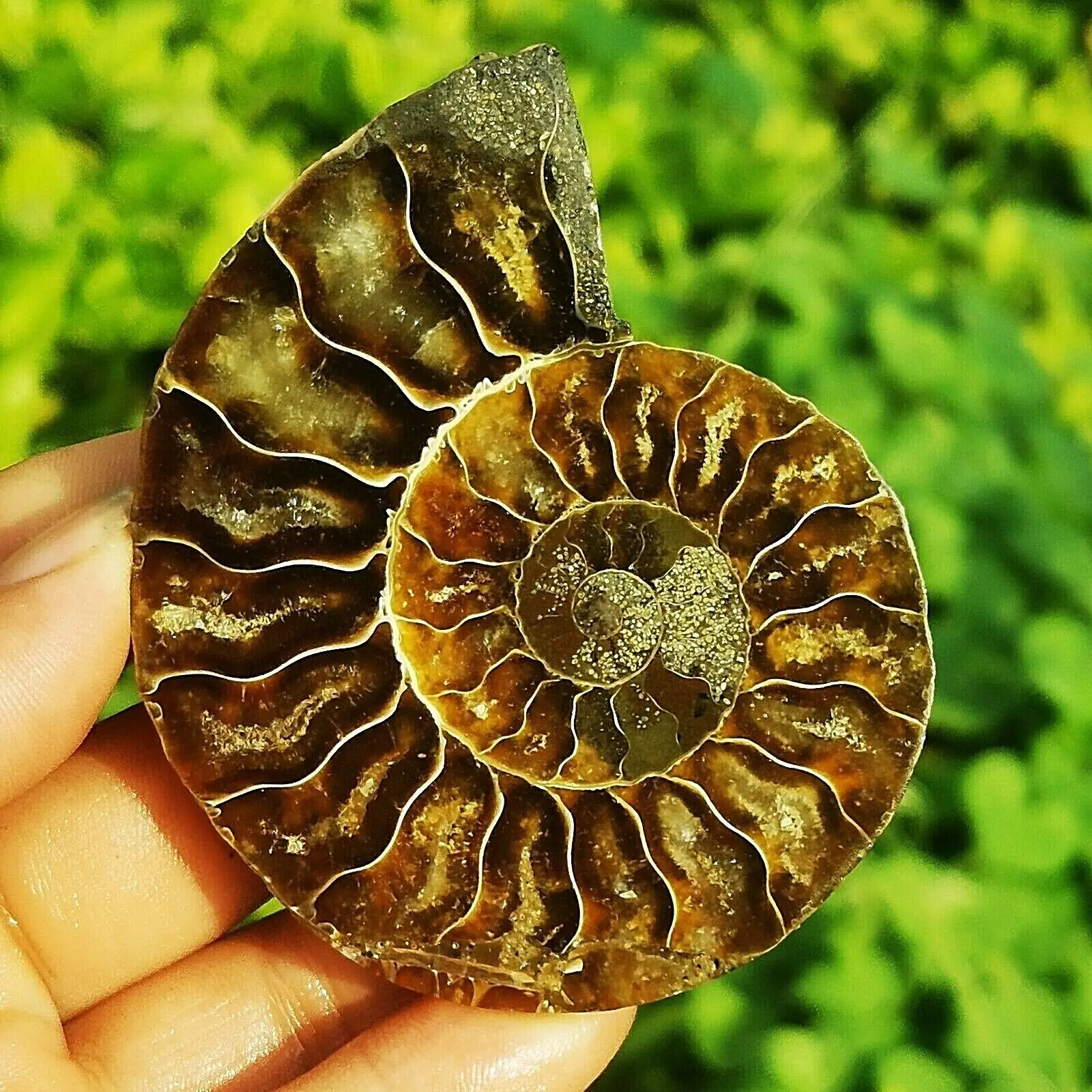 

5-8cm Natural ammonite conch slice Crystal specimen decor Collectibles