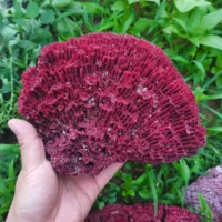 big natural coral tree sea red coralline plant antipathes flowerpot aquatic animal landscaping furnishing ornaments home decor