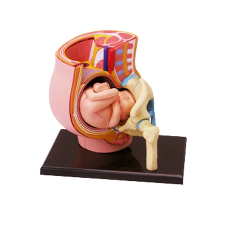 

Human Women Pregnant Pelvis Section Model With 9 Months Baby Fetus Science Toy Dropship