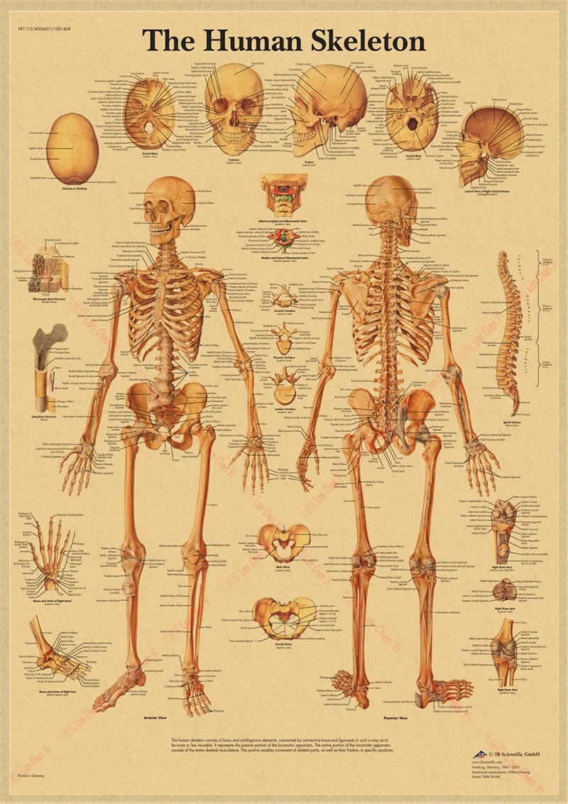 

Плакат анатомия мышц