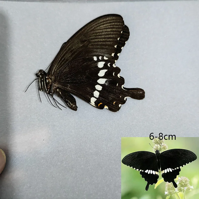 Набор образцов настоящей бабочки для украшения дома. Разные некрытые и ракушки