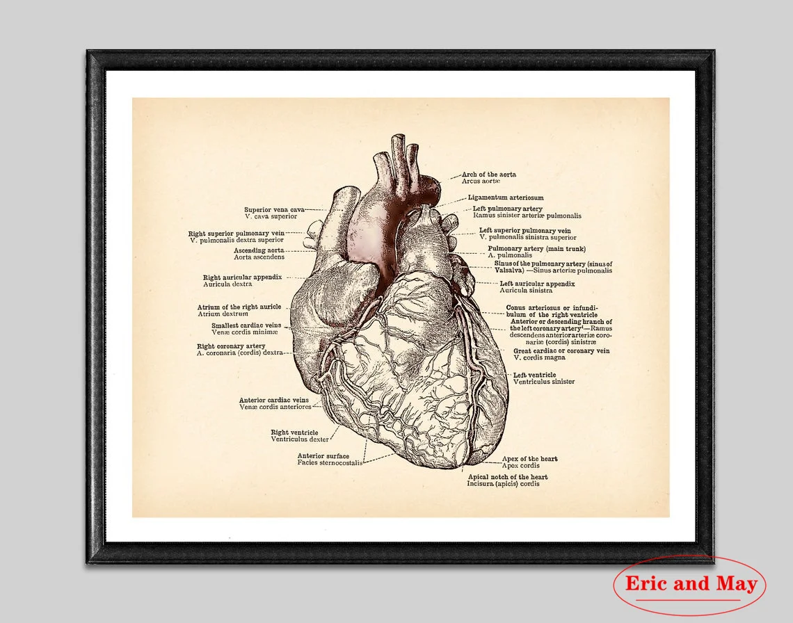 

Винтажный постер на холсте с анатомическим сердцем человека, медицинская Античная анатомическая печать, подарок кардиолога, декор для врач...
