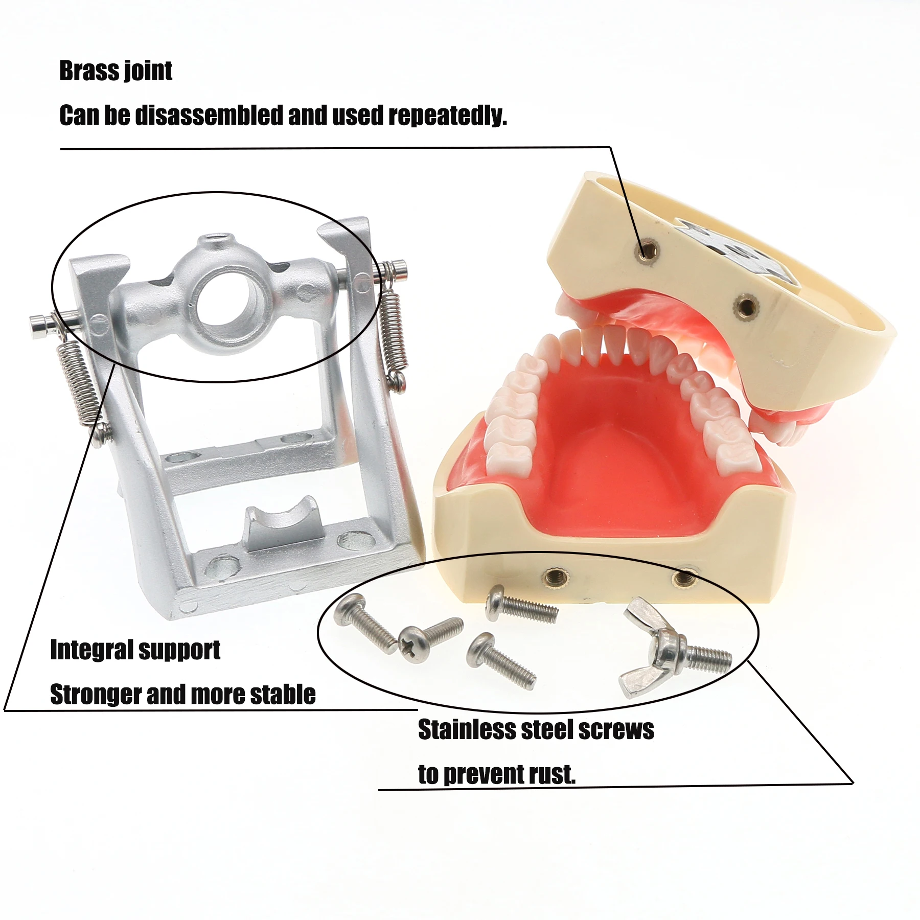 Стоматологическая модель зубов Typodont совместимая с Kilgore NISSIN 200 съемные