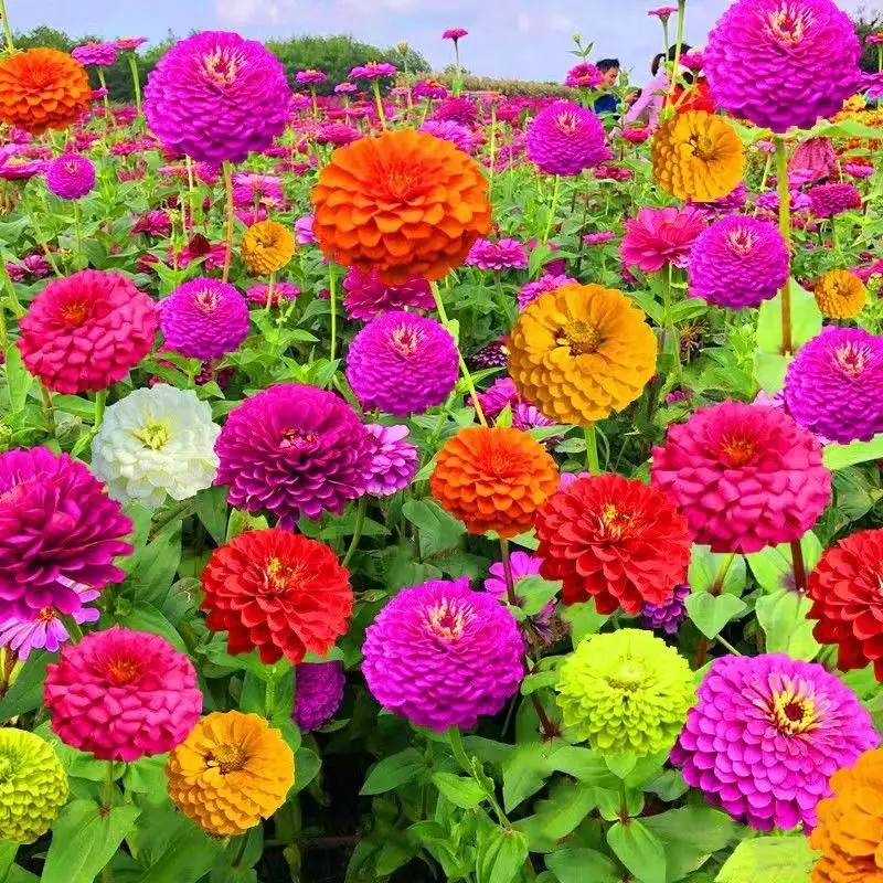 

50PCS/Lot " Zinnia-Bairicao / Gazania-Xunzhanghua / Yumeiren " - Semillas