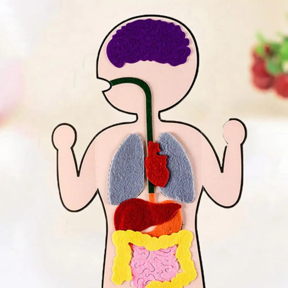 

1 комплект изящных дошкольных внутренних органов, Набор для творчества, комплект для внутренних органов тела, износостойкий декоративный