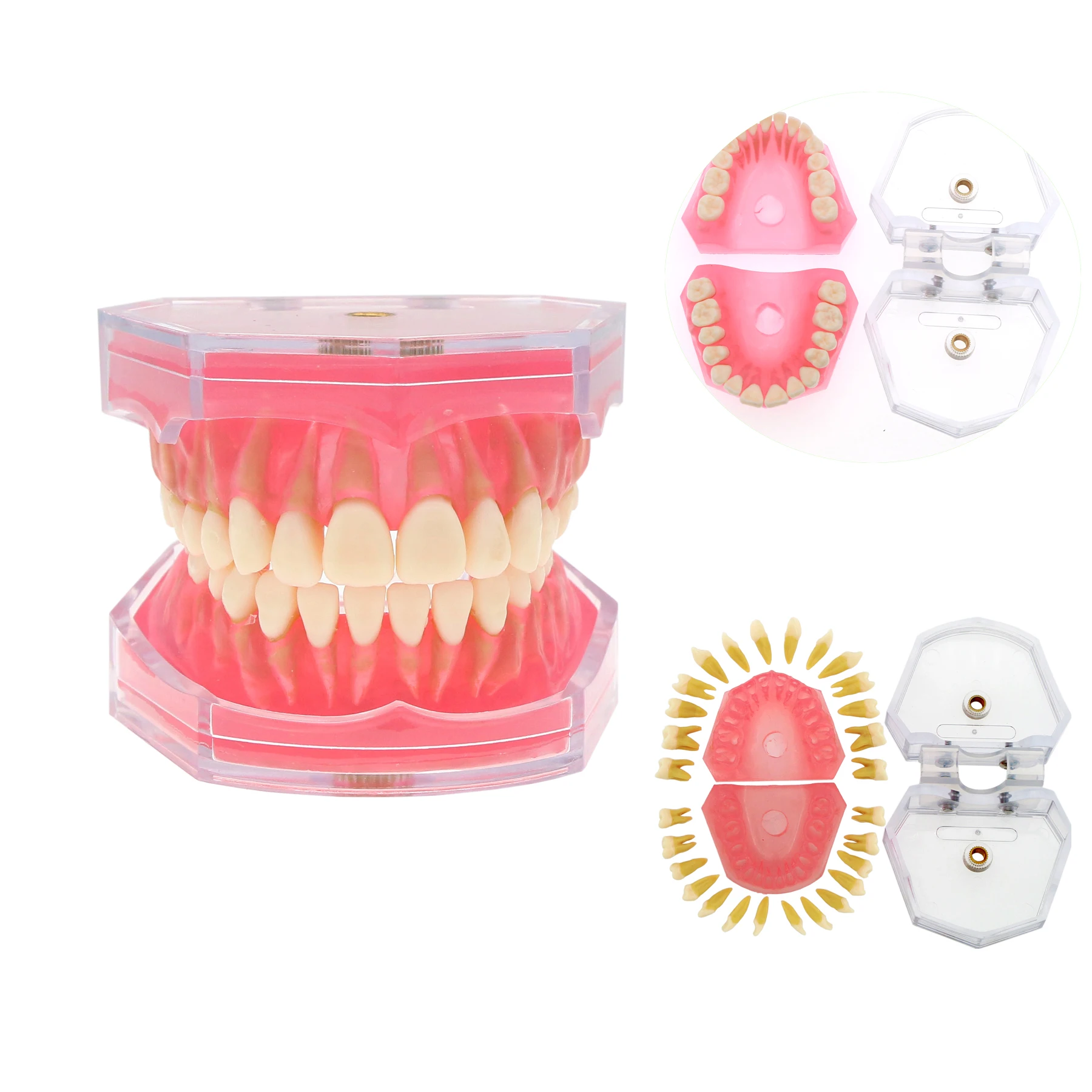 

Dental Typodont Teeth Model Standard Teeth Model with 28Pcs Removable Teeth For Teach Study Teaching Demo M7008