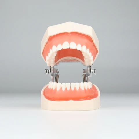 Стоматологическая модель зубов VV DENTAL Typodont 28/32 шт.