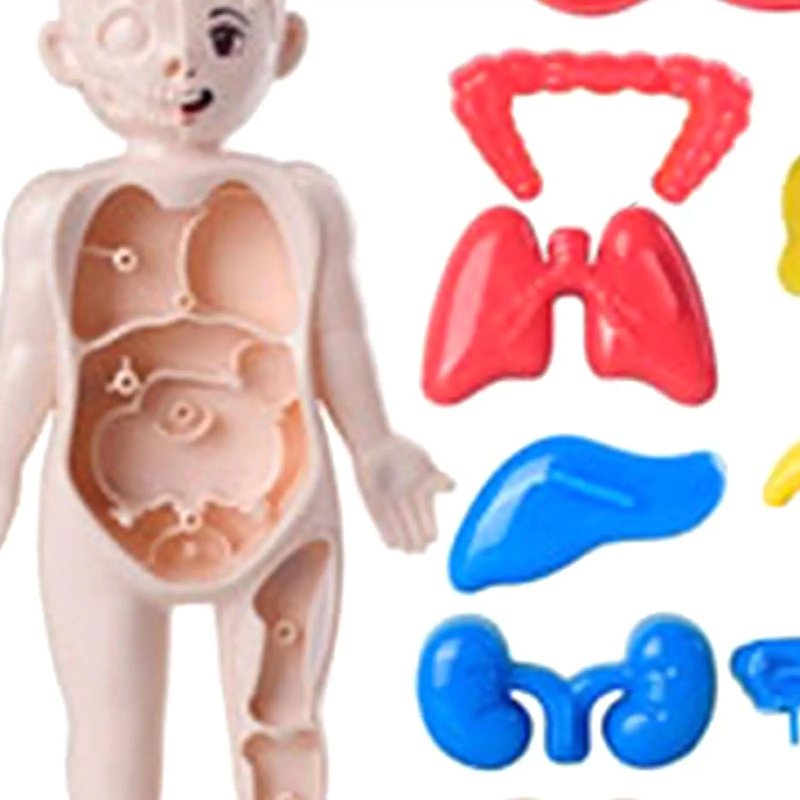 Human Body Toy Teaching Play Set Removable Organs with 14 Pieces Organ Awareness for Tool Birthday Gift