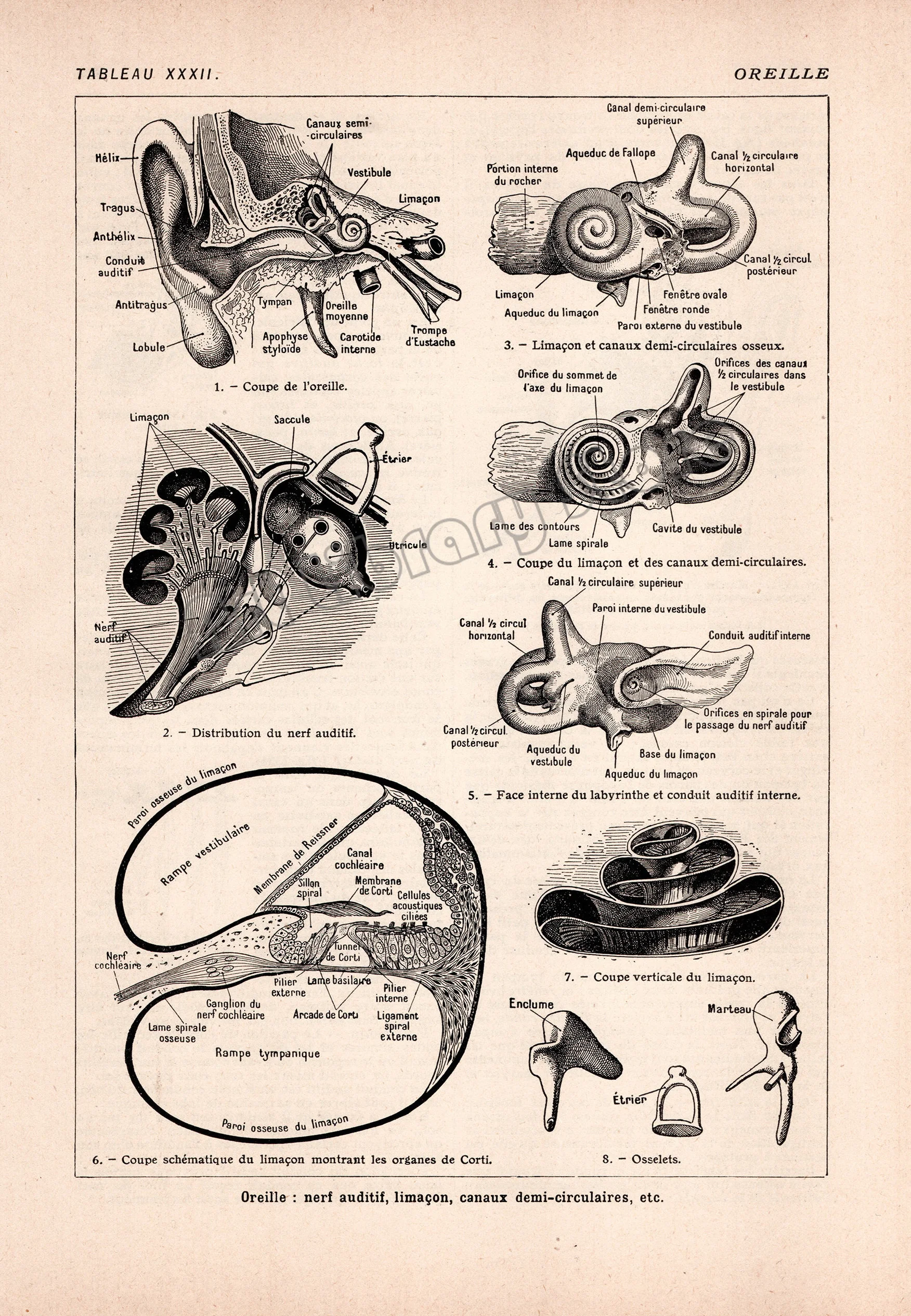 

Винтажная карта анатомии человека 1924 года