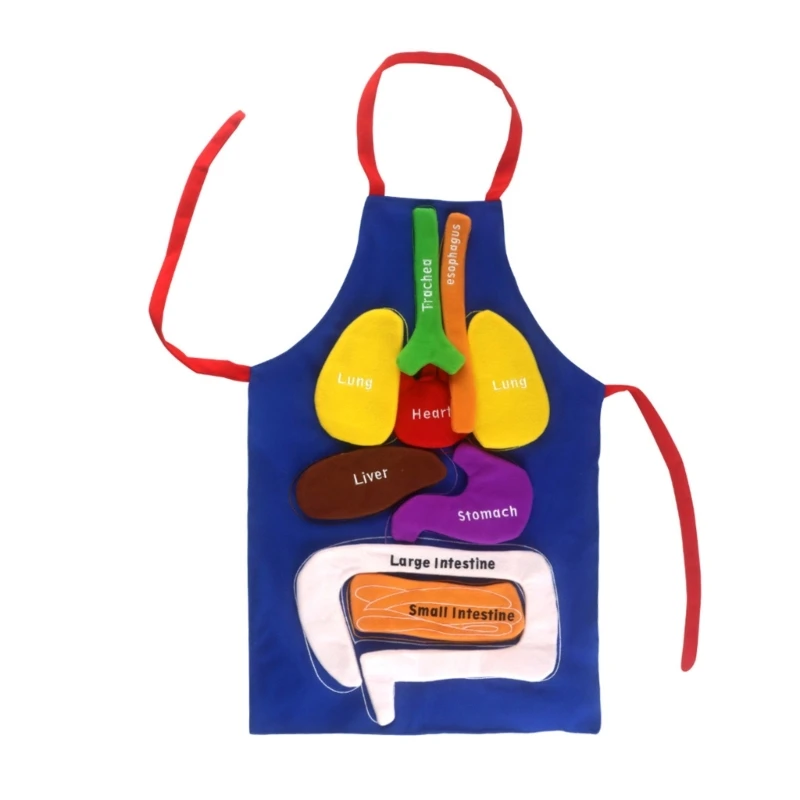 

Anatomy Organ Apron with 3D Human Body Organs Model for Children Developmental Puzzle Learning Aids Science Kits
