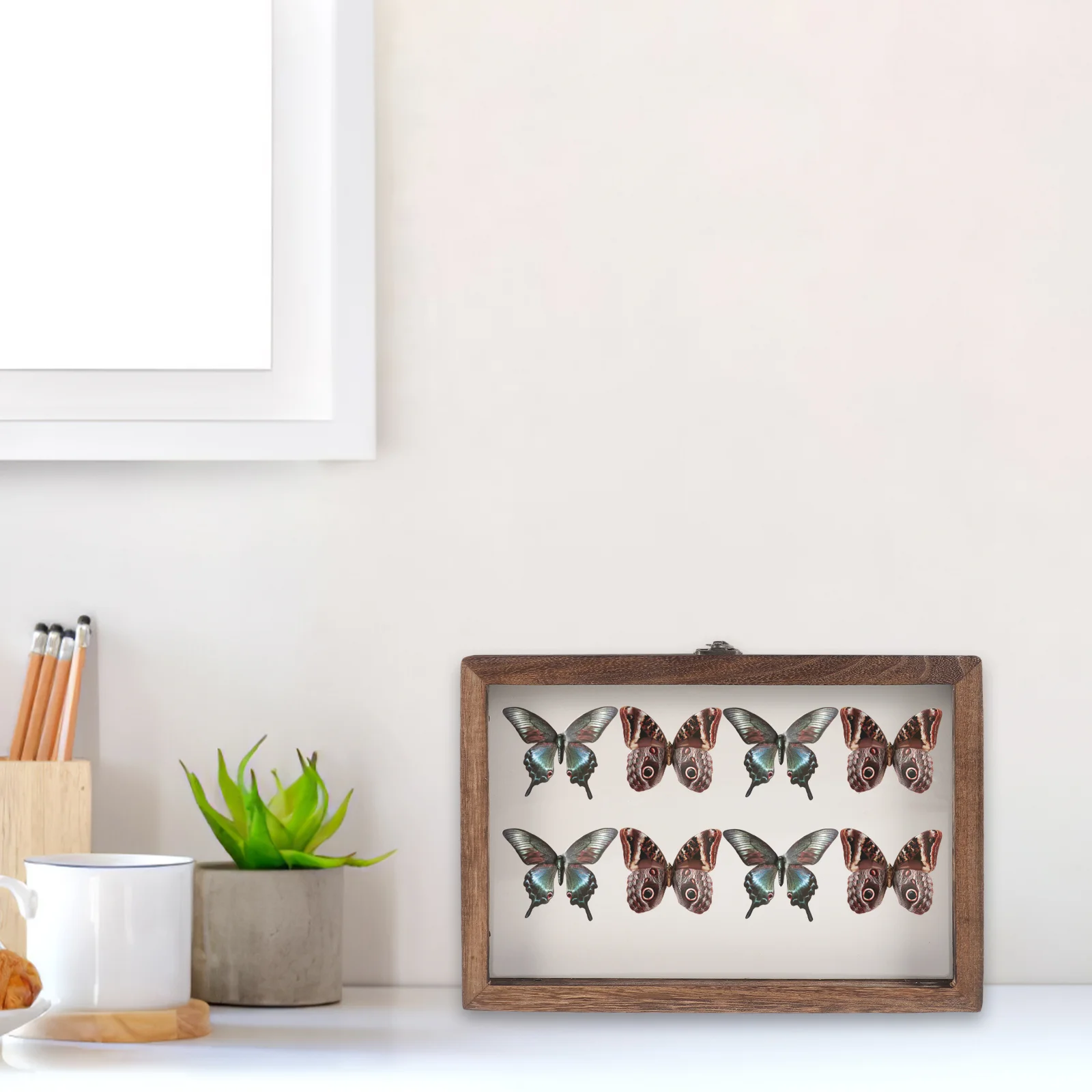 

Insect Specimen Container Vintage Display Case Butterflies Pin Wood Showcase Holder Stand