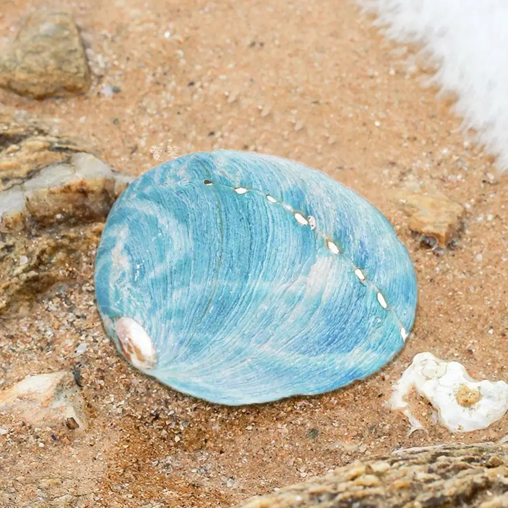 

1pcs Beautiful Sea 8-10cm Natural Blue Abalone Home Art Small Crafts Ornaments Decoration Q1i7