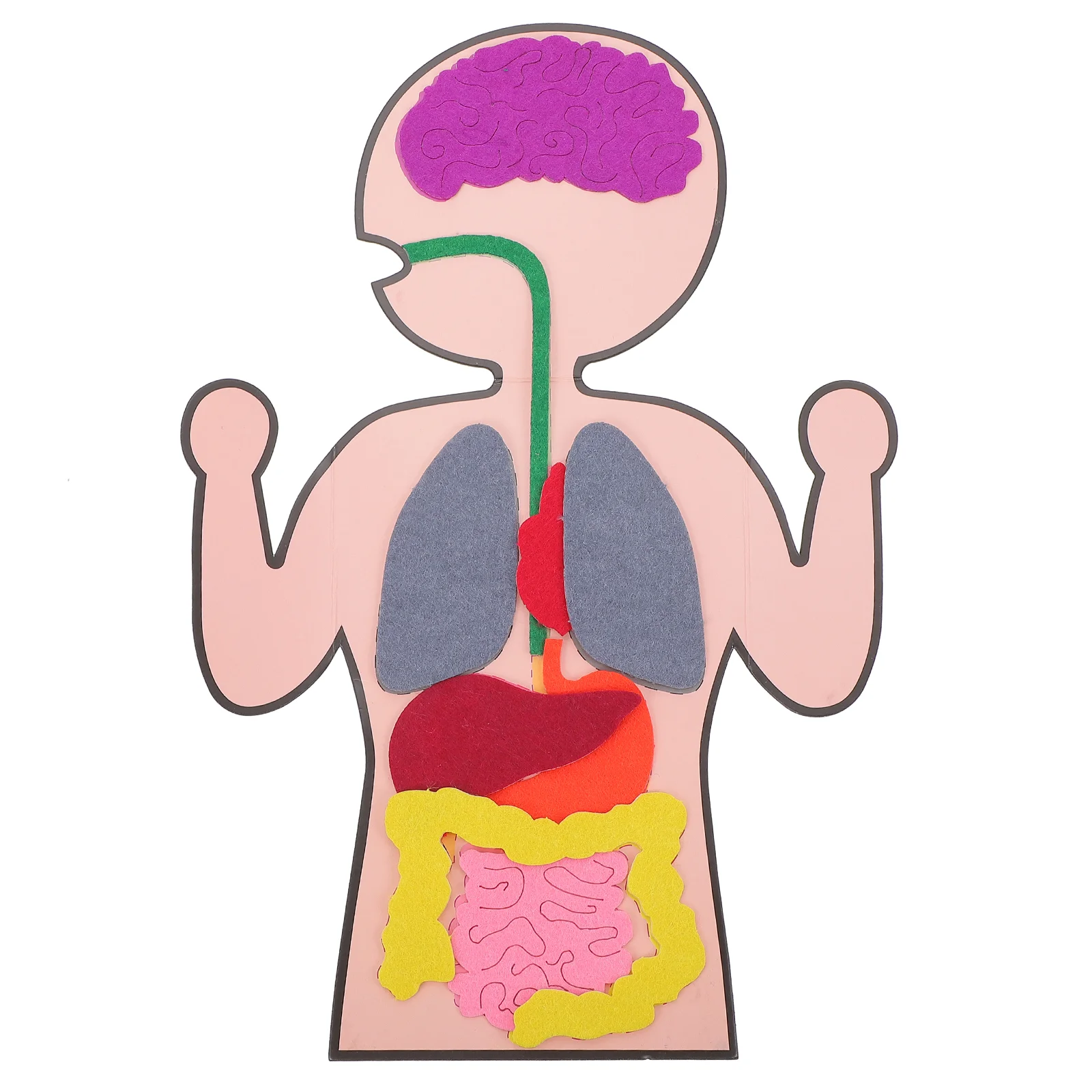 

3 Sets Human Viscera Teaching Aids Organs Plaything Diy Tools Cognitive Educational Toy Paper Model Child Stuffed Toys