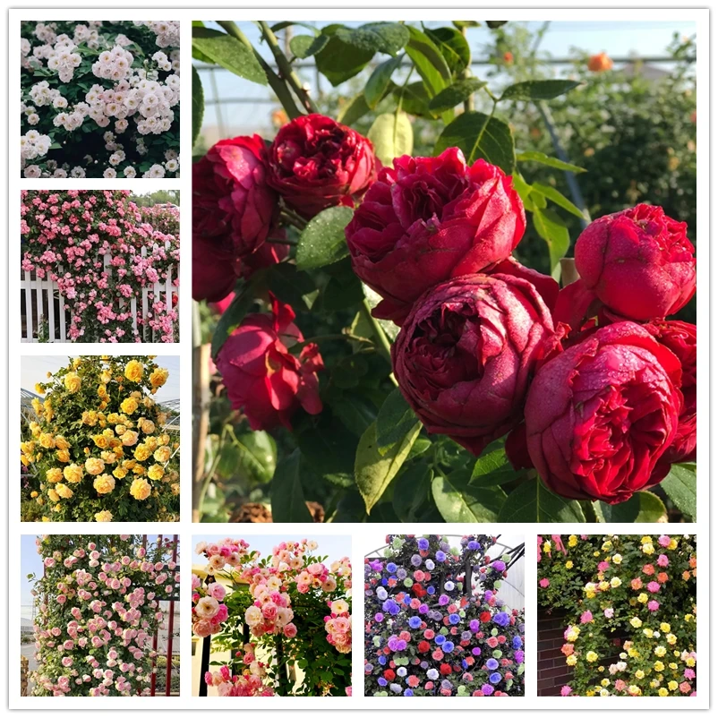 

Ароматические благовония в виде роз, ароматические благовония, 100 шт./партия