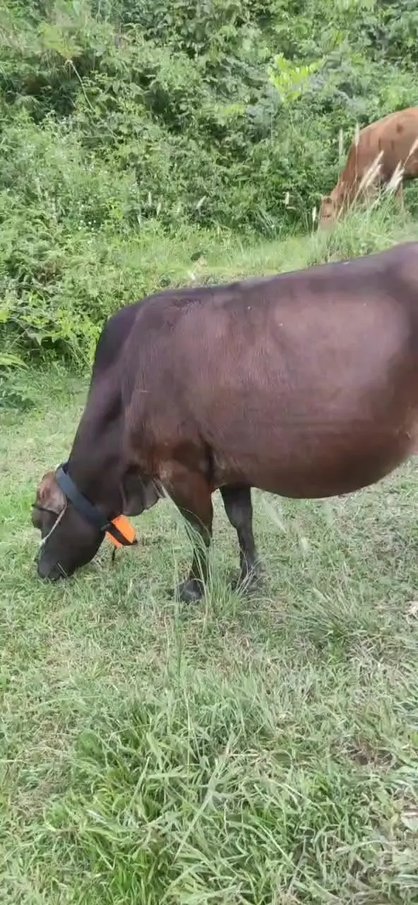 

Super Quality 2G Big Tracking Chips Animal Gps Trakcers