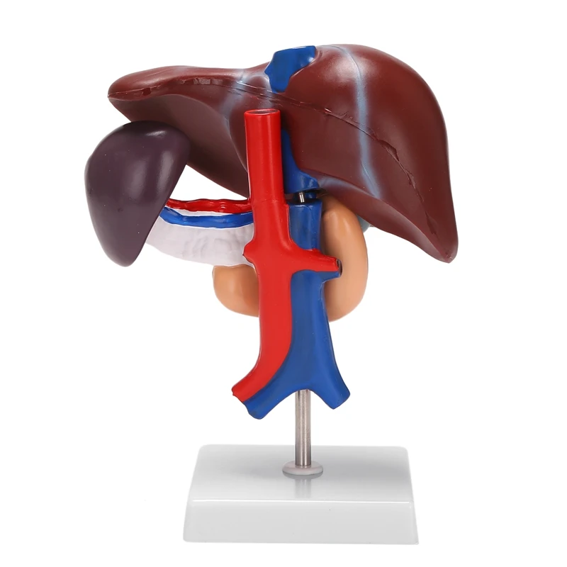 

Модель анатомической анатомии человеческой печени, поджелудочной железы, Duodenum, модель в натуральную величину, модель кровеносных сосудов