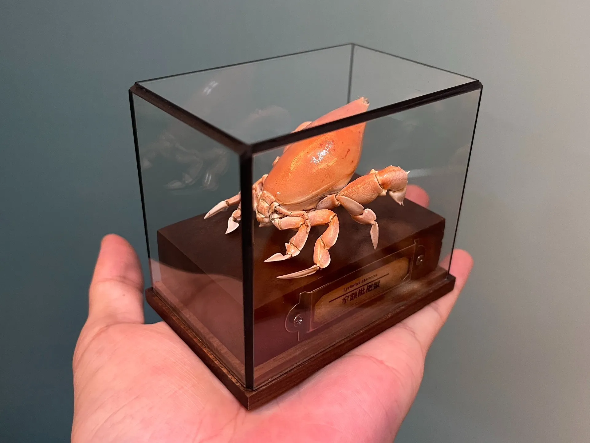 

Коллекционная статуэтка краба Lyreidus