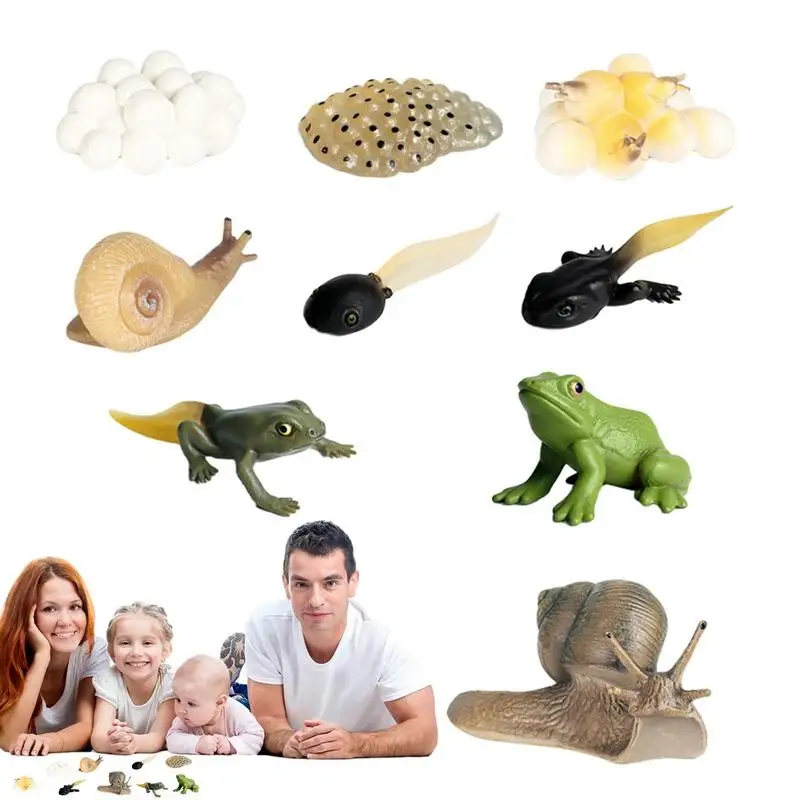 

Life Cycle Toys For Kids Frog And Snail 8PCS Life Cycle Kit Farm Animal Growth Model Figure Biological Model Learning &