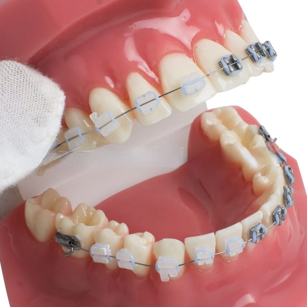 Рисунок 2 - Модель для обучения зубам