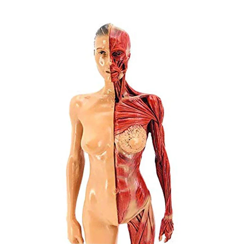 Скульптура мышц женского тела 30 см каучуковая анатомическая анатомический