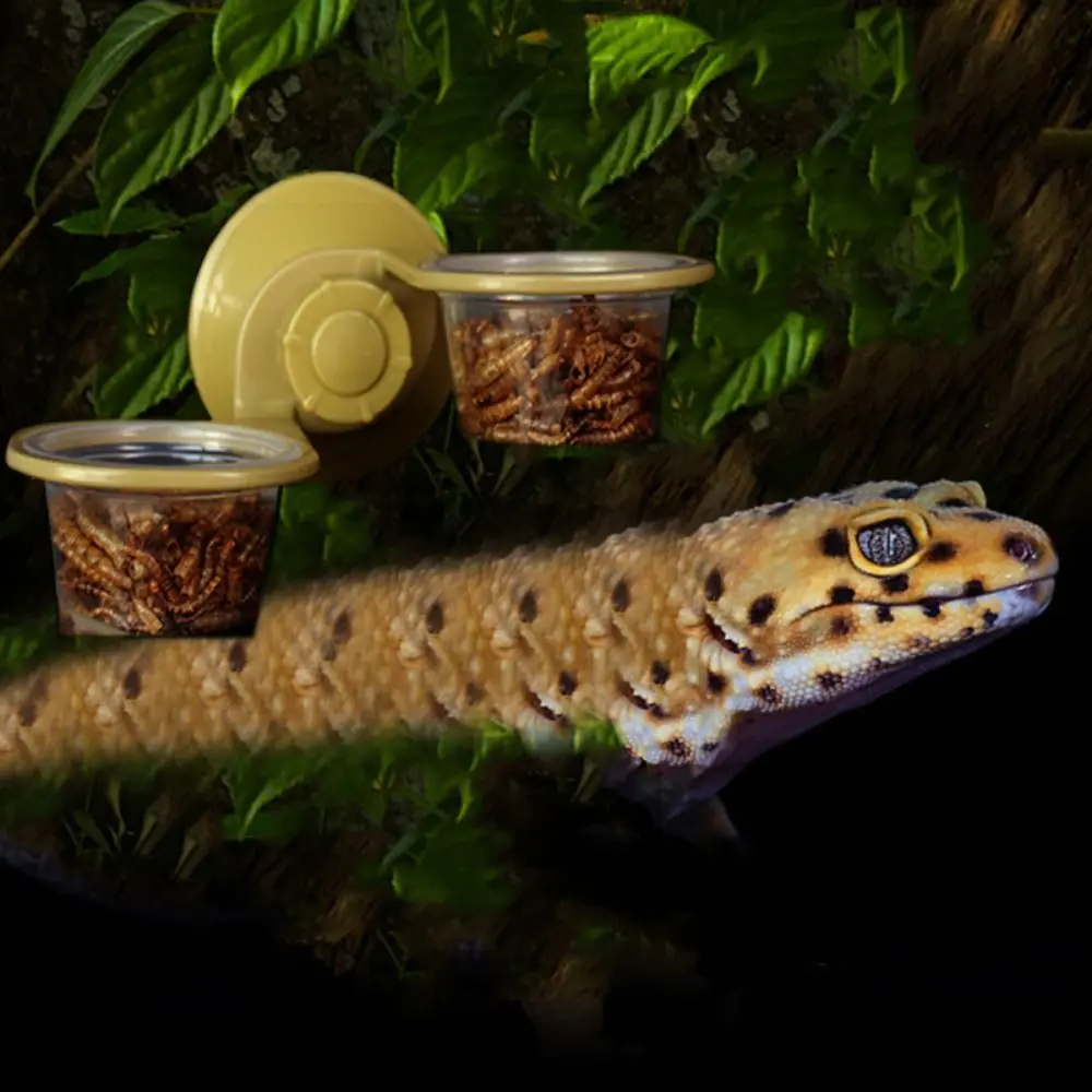 

Plastic Bearded Dragon Food Container With Suction Cup Reptile Feeder Bowl Practical Snake Food Dish for For Gecko Worm Snakes